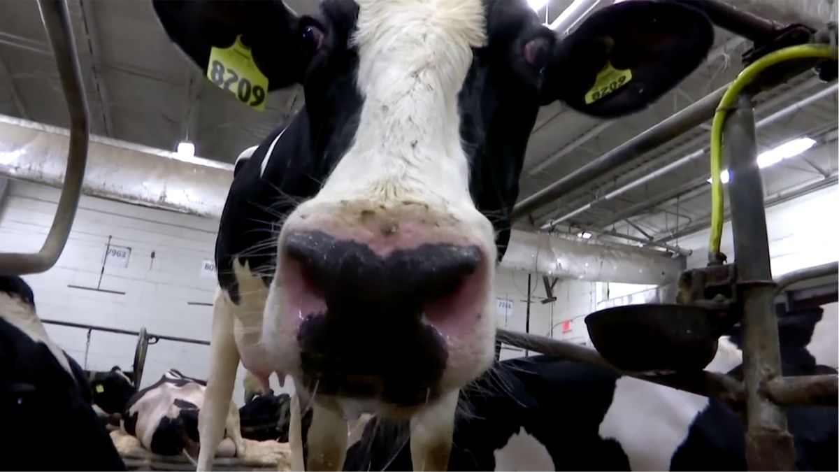 Němci učí krávy chodit na záchod kvůli klimatu. Říkají tomu „BúČů“